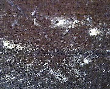 Fresh woodworm holes showing bore dust