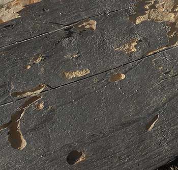 House Longhorn damage in sapwood of sofwood timber in a roof